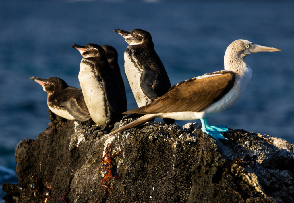 Secrets of the Penguins Spotlights The Galápagos, Where Conservation Efforts Leave You in Awe