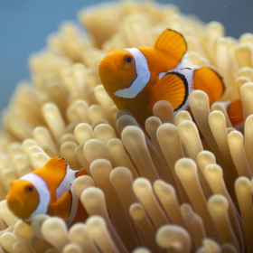 Ocean With David Attenborough Isn’t Just A Documentary; It’s a Wake-Up Call