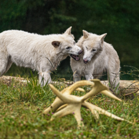 The Dire Wolf’s Future: What De-Extinction Looks Like Years from Now