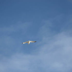 Bluesky Isn’t Like Other Social Networks: Here’s How to Get Set Up