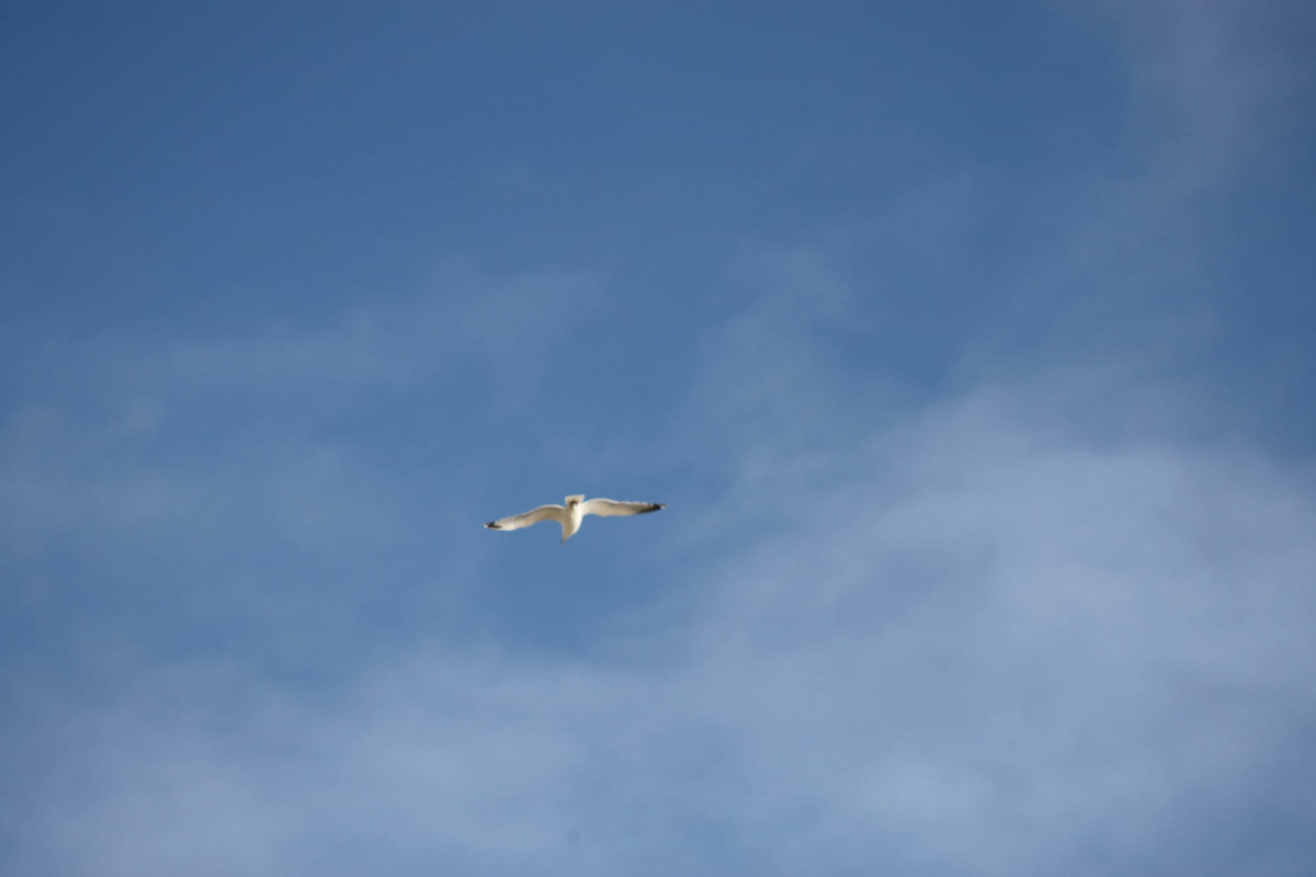 Bluesky Isn’t Like Other Social Networks: Here’s How to Get Set Up